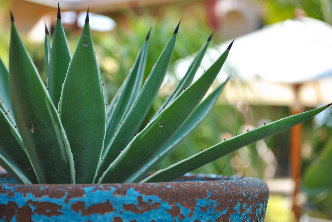 Hacienda De Palmas Bed and Breakfast La Ribera Εξωτερικό φωτογραφία